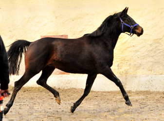 Kaisermelodie von Enrico Caruso am 1. Mrz 2017 - Foto: Beate Langels -  Trakehner Gestt Hmelschenburg