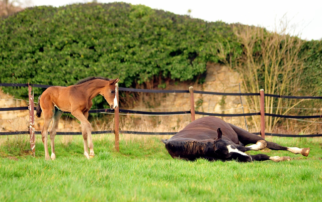 Greta Garbo und ihr eine Woche alter Sohn von Saint Cyr am 1 Mrz 2020 in Hmelschenburg - Trakehner Gestt Hmelschenburg - Beate Langels