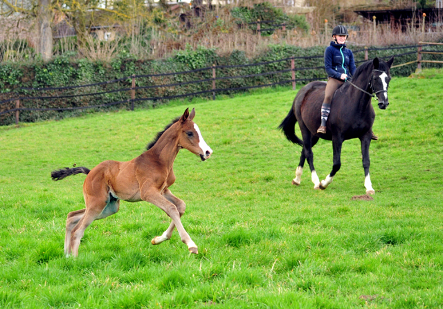 Greta Garbo und ihr eine Woche alter Sohn von Saint Cyr am 1 Mrz 2020 in Hmelschenburg - Trakehner Gestt Hmelschenburg - Beate Langels