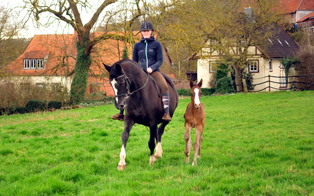 Greta Garbo und ihr eine Woche alter Sohn von Saint Cyr am 1 Mrz 2020 in Hmelschenburg - Trakehner Gestt Hmelschenburg - Beate Langels