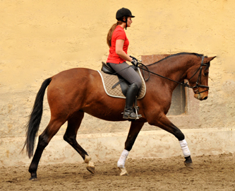 Killarney - 3jhriger Trakehner im Gestt Hmelschenburg - Foto Beate Langels