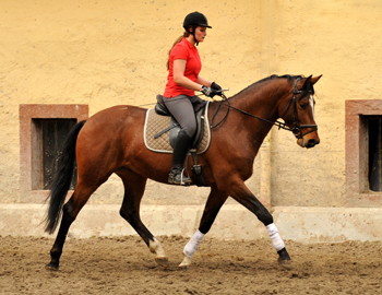Killarney - 3j hriger Trakehner im Gest t H melschenburg - Foto Beate Langels