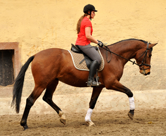 Killarney - 3j hriger Trakehner im Gest t H melschenburg - Foto Beate Langels