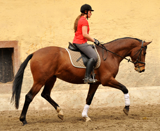 Killarney - 3jhriger Trakehner im Gestt Hmelschenburg - Foto Beate Langels