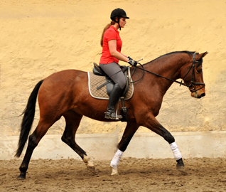Killarney - 3j hriger Trakehner im Gest t H melschenburg - Foto Beate Langels