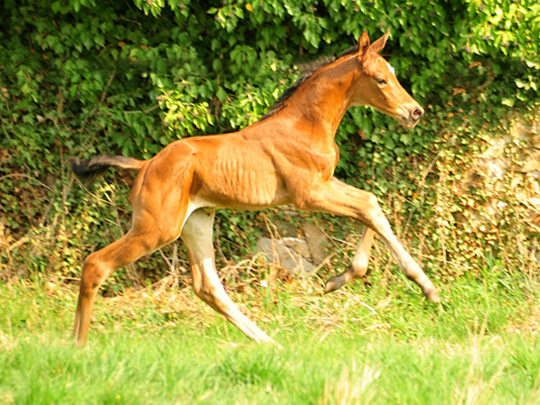 Stutfohlen von High Motion u.d. Schwalbenlicht v. Imperio - Trakehner Gestt Hmelschenburg - Beate Langels