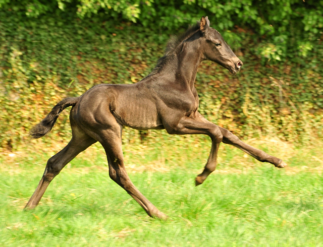 Trakehner Stutfohlen von Schwarzgold u.d. Pr.u.StPrSt. Tacyra v. Saint Cyr - Trakehner Gestt Hmelschenburg - Beate Langels