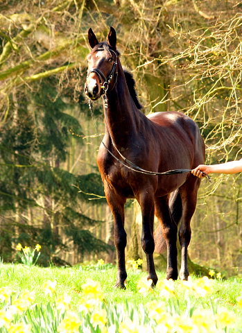 Grand Cyr v. Saint Cyr x Red Patrick xx - Foto: Beate Langels - Trakehner Gestt Hmelschenburg