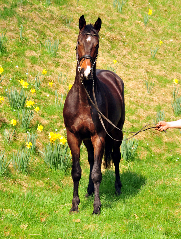 Grand Cyr - Trakehner Wallach von Saint Cyr u.d. Guendalina