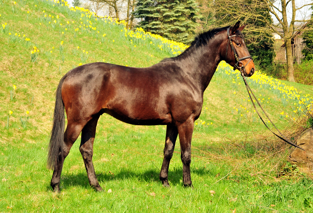 Grand Cyr v. Saint Cyr x Red Patrick xx - Foto: Beate Langels - Trakehner Gestt Hmelschenburg