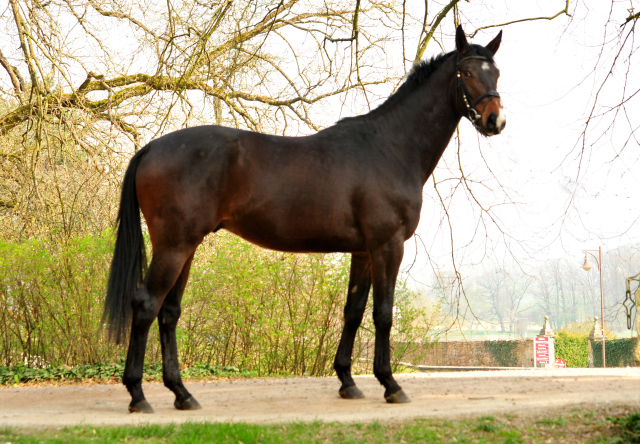 Grand Cyr - Trakehner Wallach von Saint Cyr u.d. Guendalina