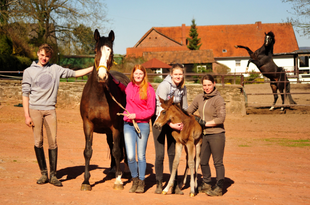 Hengstfohlen von High Motion u.d. Pr.u.StPrSt. Tavolara v. Exclusiv - Foto Beate Langels - Gestt Hmelschenburg