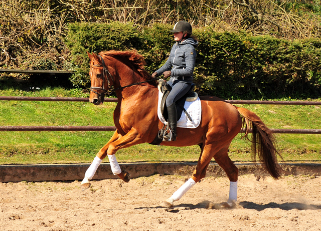 Zauberdeyk und Pia am 1.4.2020 in Hmelschenburg - Trakehner Gestt Hmelschenburg - Beate Langels