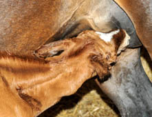 Der erste Schluck: Stutfohlen von Symont - Kostolany - Sandro