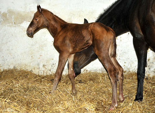 Oldenburger Filly by Symont out of Beloved by Kostolany - Foto: Beate Langels - Trakehner Gestt Hmelschenburg