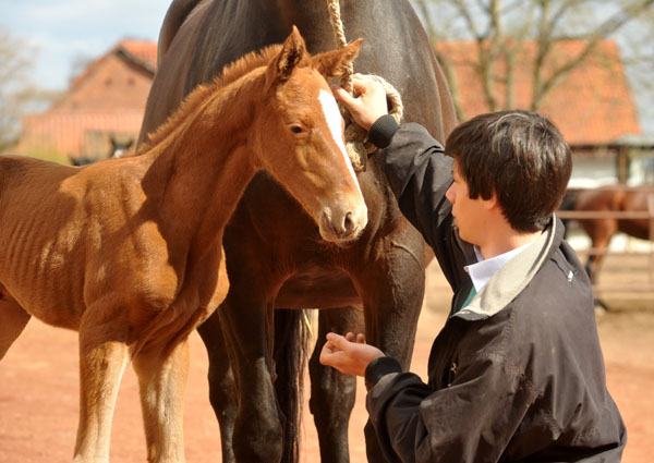 7 Stunden alt: Oldenburger Stutfohlen von Symont u.d. Beloved v. Kostolany - Foto: Beate Langels - Trakehner Gestt Hmelschenburg