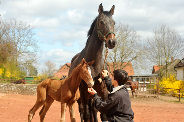 7 Stunden alt: Oldenburger Stutfohlen von Symont u.d. Beloved v. Kostolany - Foto: Beate Langels - Trakehner Gestt Hmelschenburg