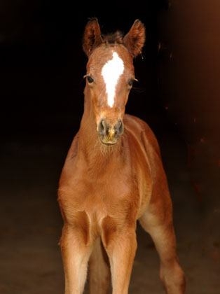 Trakehner Stutfohlen von Singolo u.d. Pr. u. StPrSt. Klassic v. Freudenfest u.d. Elitestute Kassuben v. Enrico Caruso  - Gestt Hmelschenburg - Beate Langels