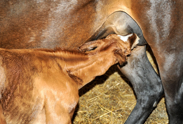 Oldenburger Filly by Symont out of Beloved by Kostolany - Foto: Beate Langels - Trakehner Gestt Hmelschenburg