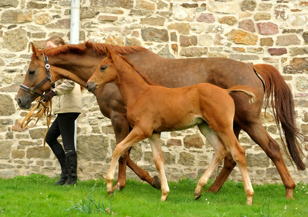 1. April 2012: Hengstfohlen von Kostolany u.d. Wendessa v. Welser, Foto: Beate Langels, Gestt Hmelschenburg