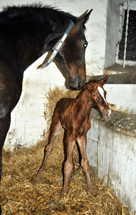 Stutfohlen von Symont u.d. Beloved v. Kostolany - Foto: Beate Langels - Trakehner Gestt Hmelschenburg