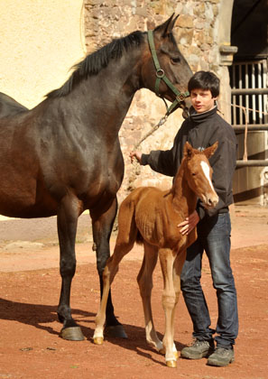 7 Stunden alt: Oldenburger Stutfohlen von Symont u.d. Beloved v. Kostolany - Foto: Beate Langels - Trakehner Gestt Hmelschenburg