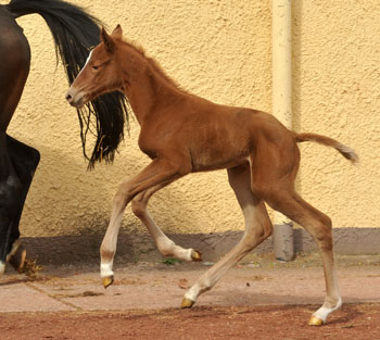 7 Stunden alt: Oldenburger Stutfohlen von Symont u.d. Beloved v. Kostolany - Foto: Beate Langels - Trakehner Gestt Hmelschenburg