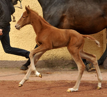 Oldenburger Filly by Symont out of Beloved by Kostolany- Foto: Beate Langels - Trakehner Gestt Hmelschenburg