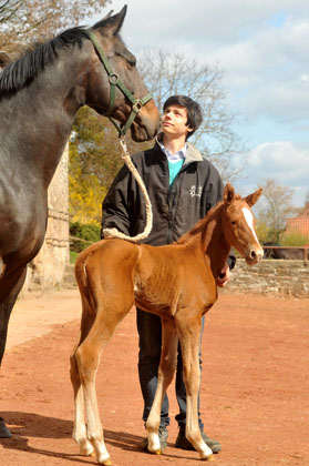 Oldenburger Filly by Symont out of Beloved by Kostolany - Foto: Beate Langels - Trakehner Gestt Hmelschenburg