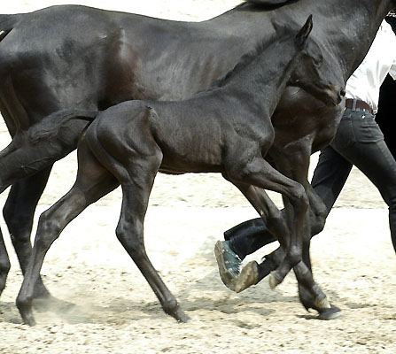 Hengstfohlen von Showmaster - Windwurf xx  - Tarim xx