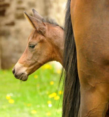 3 Tage alt: Trakehner Stutfohlen von Saint Cyr u.d. Ava v. Freudenfest, Trakehner Gestt Hmelschenburg