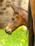 Trakehner Stutfohlen von Saint Cyr u.d. Pr.St. Ava v. Freudenfest, Zchterin Jutta Arens, Foto Beate Langels