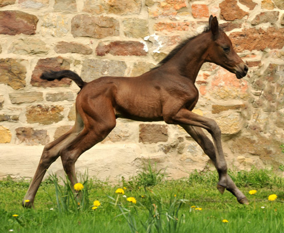 3 Tage alt: Trakehner Stutfohlen von Saint Cyr u.d. Ava v. Freudenfest, Trakehner Gestt Hmelschenburg