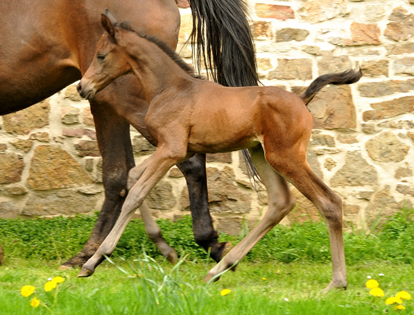 3 Tage alt: Trakehner Stutfohlen von Saint Cyr u.d. Ava v. Freudenfest, Trakehner Gestt Hmelschenburg