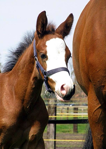 Hengstfohlen von High Motion x Singolo - Freudenfest - Foto: Corinna Gerling