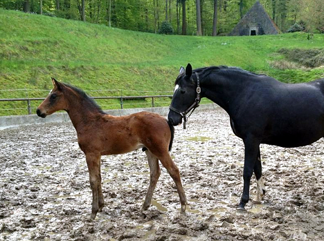Hengstfohlen von Oliver Twist und Thirica v. Enrico Caruso - Gestüt Hämelschenburg am 1. Mai 2016
