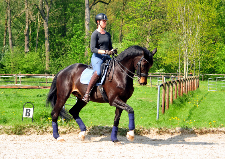 Seal von Gribaldi u.d. Elitestute Schwalbenspiel v. Exclusiv - Foto: Beate Langels - 
Trakehner Gestt Hmelschenburg