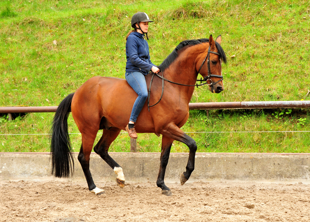 HLP-Sieger High Motion  und Pia - Trakehner Gestt Hmelschenburg - Foto: Beate Langels