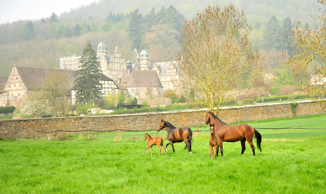  - 1. Mai 2021 - Foto: Beate Langels - 
Trakehner Gestt Hmelschenburg