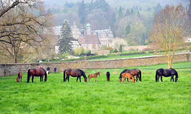  - 1. Mai 2021 - Foto: Beate Langels - 
Trakehner Gestt Hmelschenburg