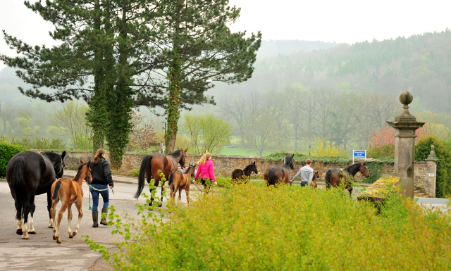  - 1. Mai 2021 - Foto: Beate Langels - 
Trakehner Gestt Hmelschenburg