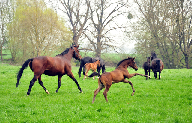  - 1. Mai 2021 - Foto: Beate Langels - 
Trakehner Gestt Hmelschenburg