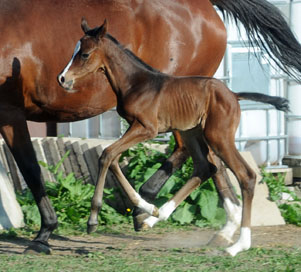 Trakehner Stutfohlen v. Symont u.d. Kayenne Klassic v. Exclusiv, Zchter: Sylvia Laidlaw