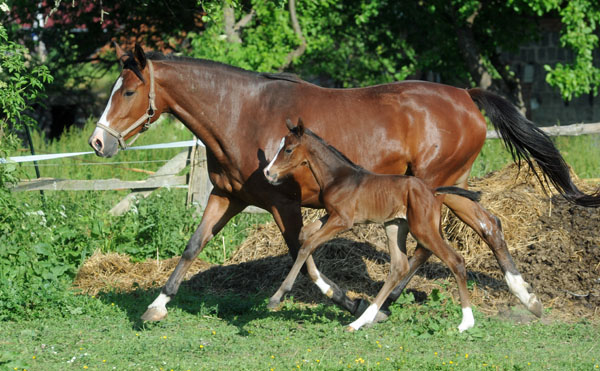 Trakehner Stutfohlen v. Symont u.d. Kayenne Klassic v. Exclusiv, Zchter: Sylvia Laidlaw