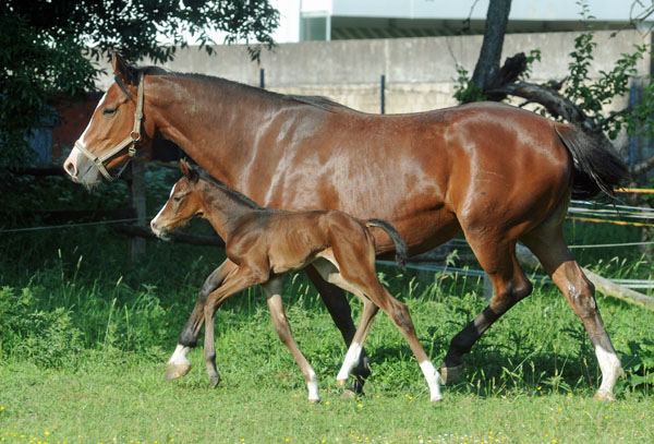 Trakehner Stutfohlen v. Symont u.d. Kayenne Klassic v. Exclusiv, Zchter: Sylvia Laidlaw