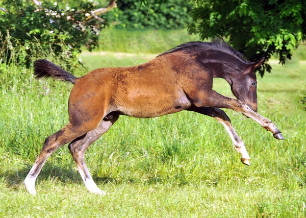  Trakehner Hengstfohlen von Summertime u.d. Thirica v. Enrico Caruso