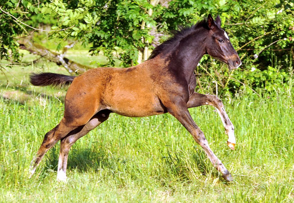  Trakehner Hengstfohlen von Summertime u.d. Thirica v. Enrico Caruso