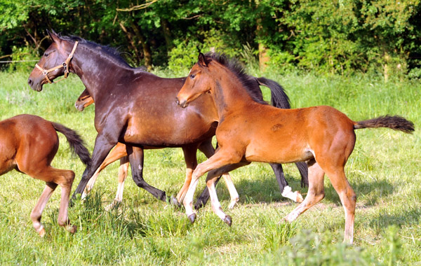 Trakehner Stutfohlen von Saint Cyr u.d. Pr mien- und Staatspr mienstute Karena v. Freudenfest - Foto: Beate Langels, Trakehner Gest t H melschenburg