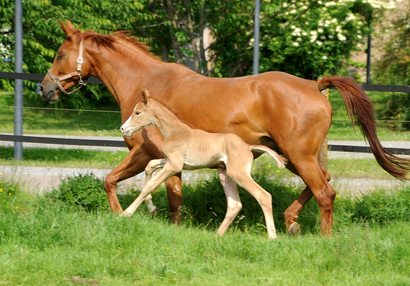 Stutfohlen von Zauberdeyk u.d. Prmienstute Klassic Motion v. High Motion - 
Trakehner Gestt Hmelschenburg - Foto: Langels