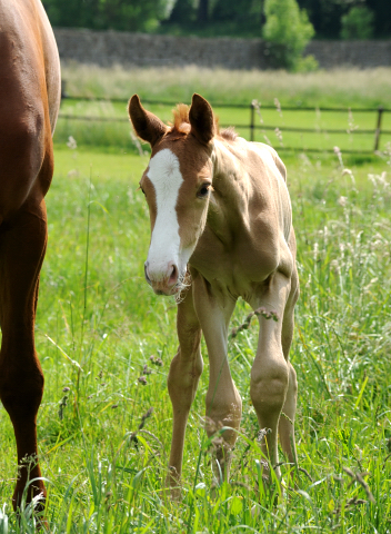 Stutfohlen von Zauberdeyk u.d. Pr.u.StPrSt. Klassic Motion - Foto: Beate Langels - Trakehner Gestt Hmelschenburg